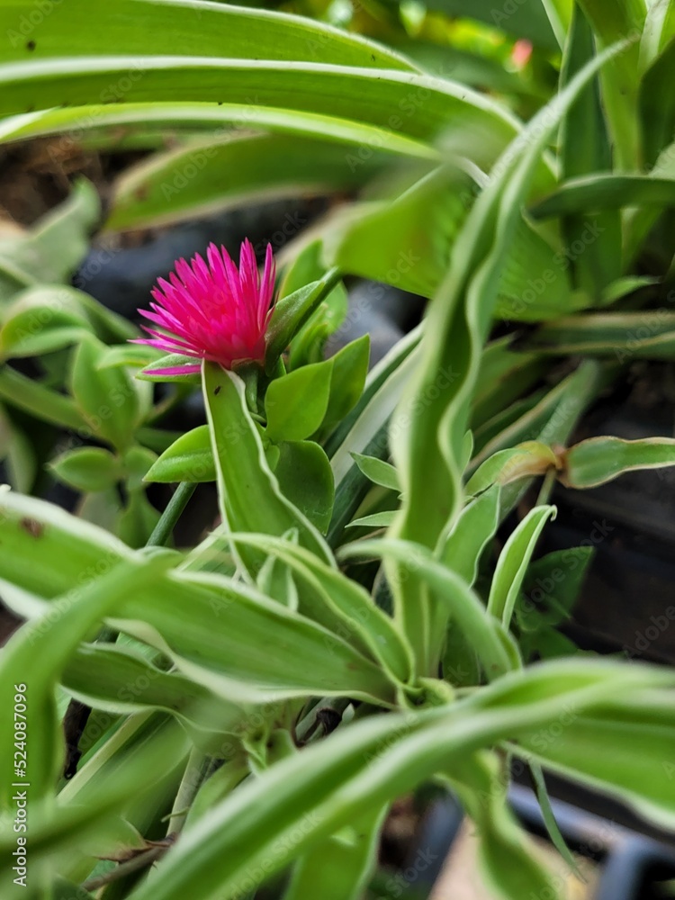 Obraz premium Red Dorotheantheus flower