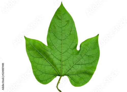 Momordica cochinchinensis (Lour.) Spreng. Baby jackfruit leaf or Gac leaf Single green leaves, about 6-15 cm long, deeply concave leaves, 2 lobes. The leaves have medicinal and herbal properties. photo