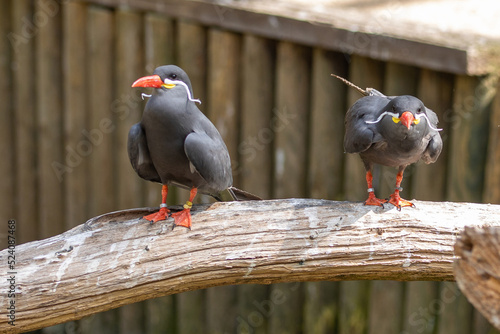 Zwei Inkasseeschwalben photo