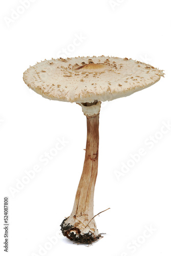 A tall mushroom with a large cap and root system, photographed against a white background