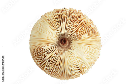 Lamellar hymenophore of the parasol mushroom on a white background. The cap of a large, non-edible mushroom, photographed from below