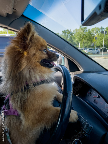 Portrait of a funny Spitz dog driving a car.