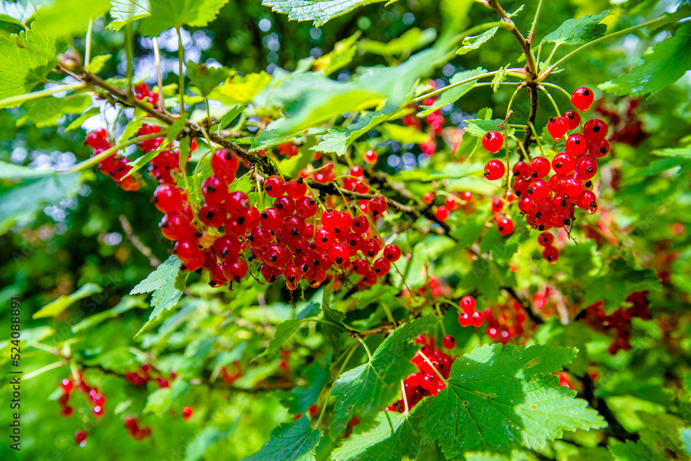 branch of red currants in the garden close-up
branch of red currants in the garden close-up