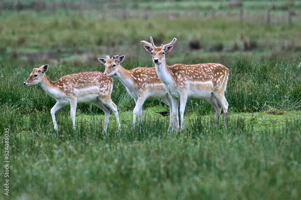 Fallow Deer, Lochbuie, Isle of Mull, Scotland Fallow Deer, Lochbuie, Isle of Mull, Scotland