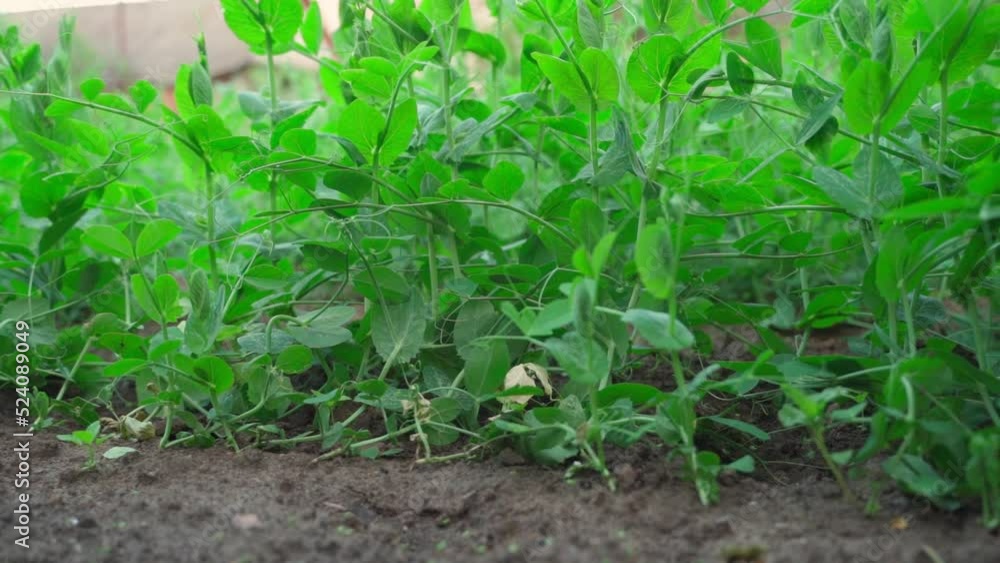 Smooth camera movement along a pea plantation Smooth camera movement along a pea plantation