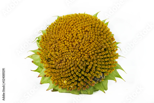 Mature sunflower flower isolated on white background. Seeds and oil. Top view