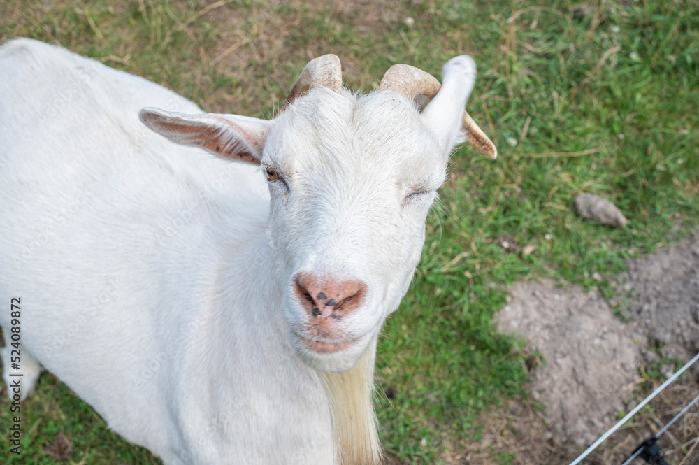 A white goat in a field with a eye closed 