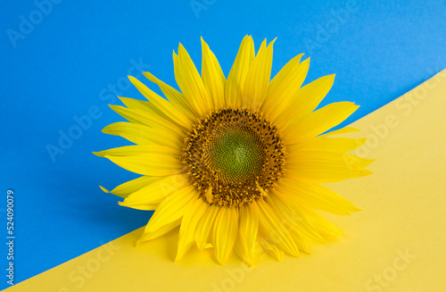 Close-up on sunflower on the blue and yellow background. Copy space.