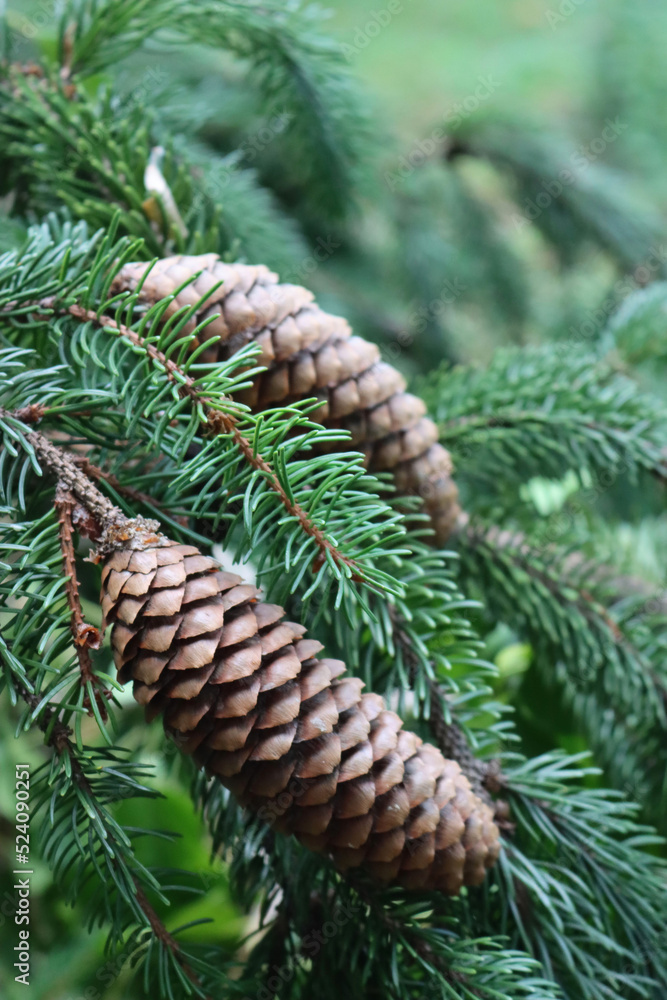 Close-up of brown Fir tree cones on tree on summer in the garden. Natural background