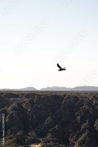 condor gliding in mountains landscape