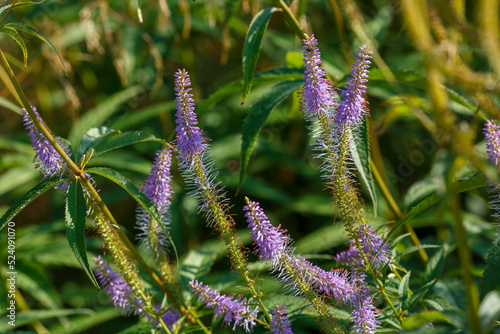  Veronicastrum virginian ( lat. Veronicastrum virginicum ) in herb garden with ornamental grasses and herbs. Decorative grasses and cereals in landscape design.  photo