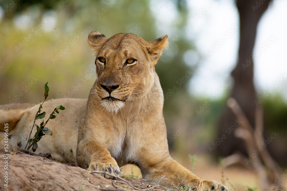Close up of lion lying on a tree branch Close up of lion lying on a tree branch