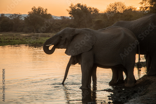 Sunset image of elephants drinking water from a river
