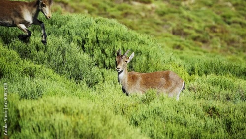 Hispanic wild goats grazing on a green meadow and jumping among the plants, slow motion. photo