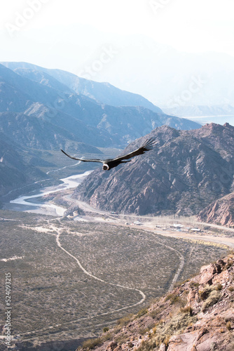 condor gliding in landscape of mountains and river