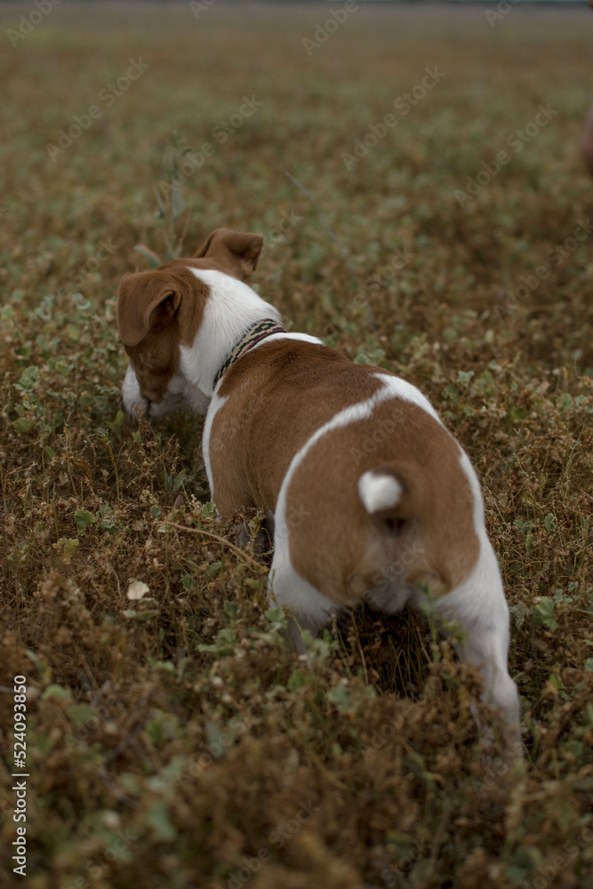 jack russell from back walking in the grass