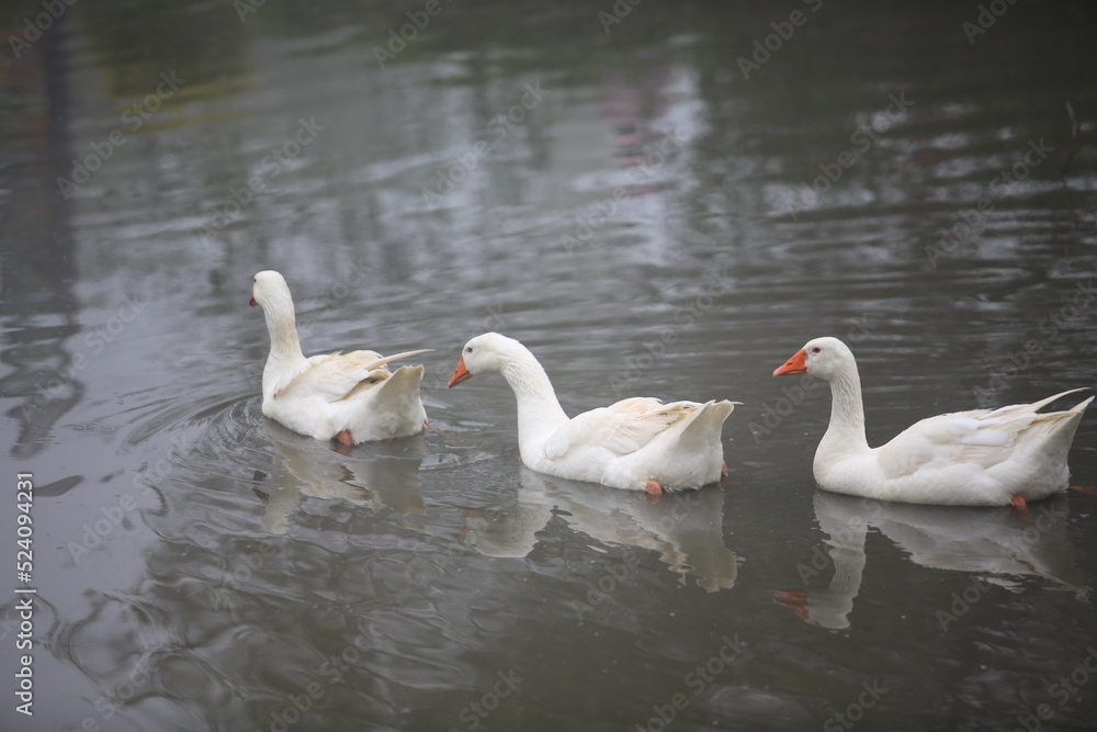 Fat white gooses swims on the lake Fat white gooses swims on the lake