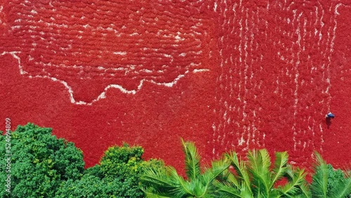 Workers are sorting spicy hot red chilli pepper in various farms in Bogura, Bangladesh. photo