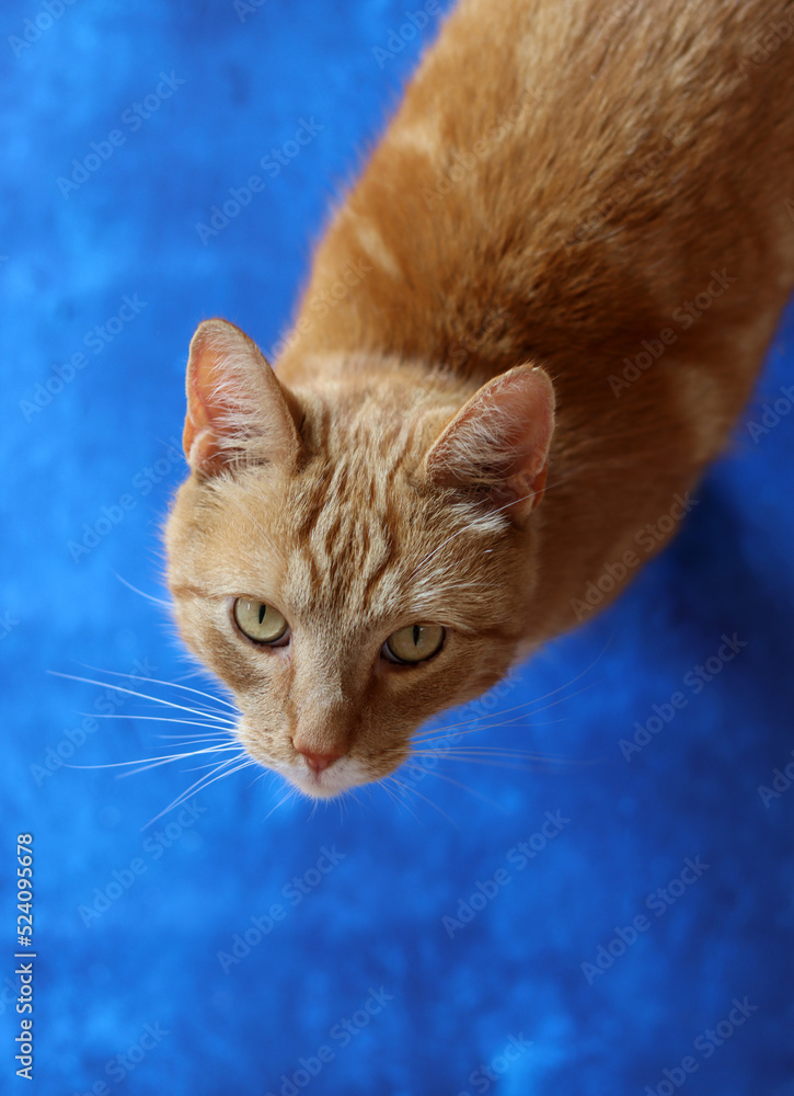 Close up portrait of cute ginger cat on textured blue background with copy space. Cat studio shot. Close up portrait of cute ginger cat on textured blue background with copy space. Cat studio shot.