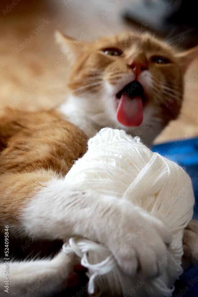 Funny cat playing with ball of white wool yarn. Selective focus. 
