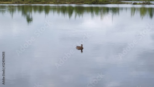 A wild duck swims in the clear water of a forest lake. High-quality 4k video recording.