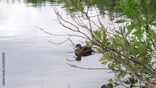 A wild duck swims in the clear water of a forest lake. High-quality 4k video recording.
