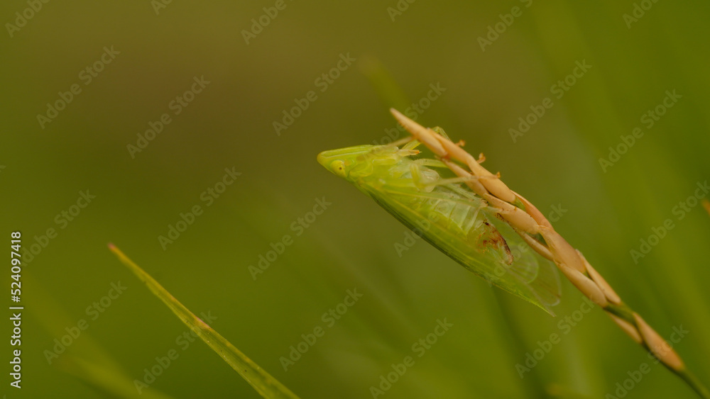 Fototapeta premium close up green insect on a grass