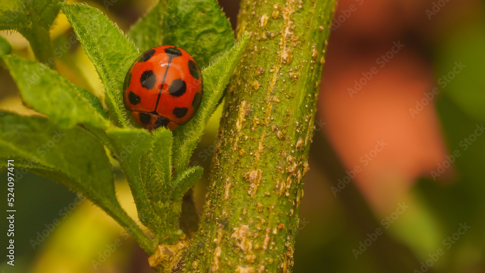 ladybug on a leaf ladybug on a leaf