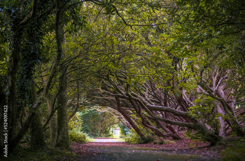 The Rhododendron walkway.