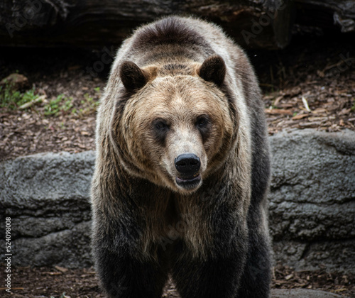 Grizzly Bear