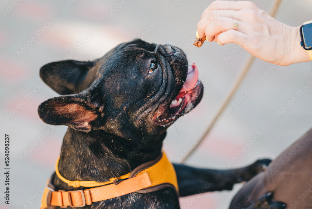 Why Does My Dog Like To Be Hand Fed