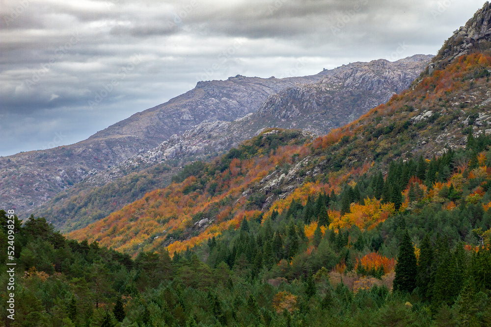 Autumnal colored temperate broadleaf and mixed forest landscape in the mountains