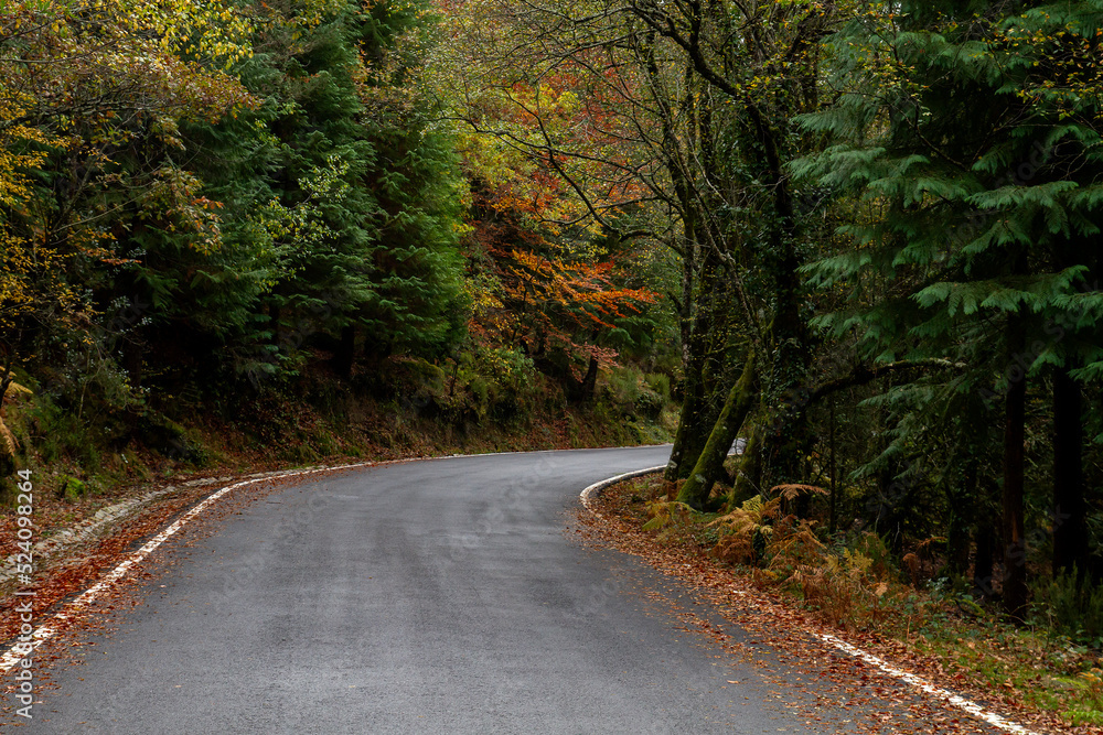 Curvy road in autumnal forest