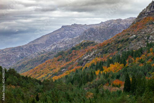 Autumnal colored temperate broadleaf and mixed forest landscape in the mountains