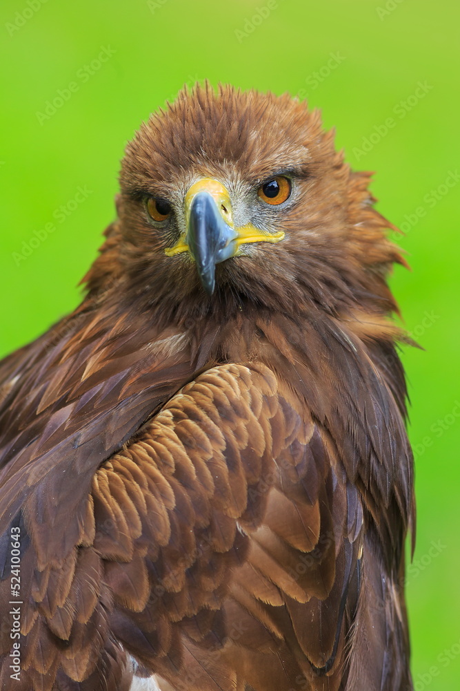 female golden eagle (Aquila chrysaetos) with green background female golden eagle (Aquila chrysaetos) with green background