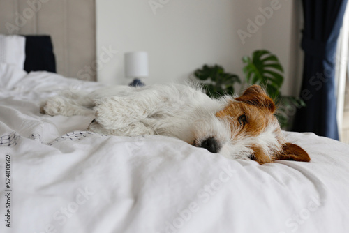 Wallpaper Mural Super cute wire haired Jack Russel terrier puppy with folded ears on a bed with white linens. Small broken coated doggy on white bedsheets in a bedroom. Close up, copy space, background. Torontodigital.ca