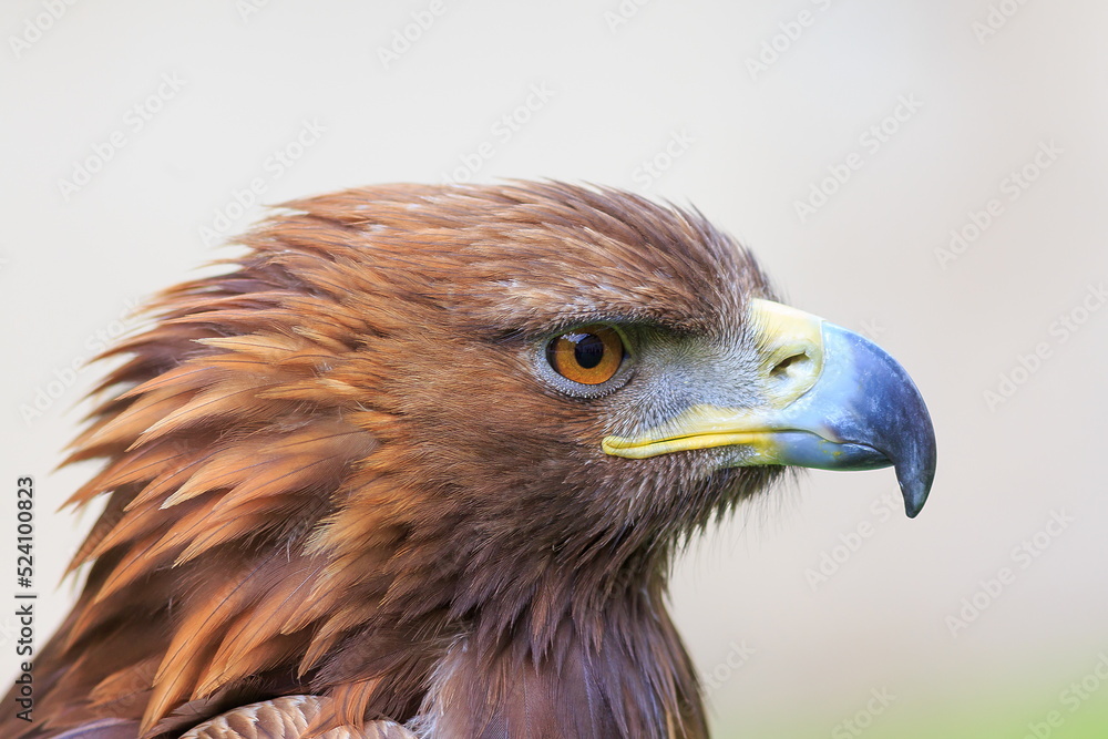 female golden eagle (Aquila chrysaetos) nice portrait female golden eagle (Aquila chrysaetos) nice portrait