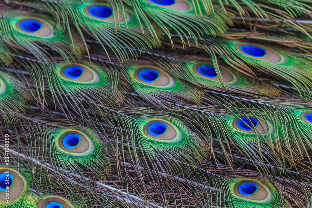 Obraz premium the pattern from peacock feathers