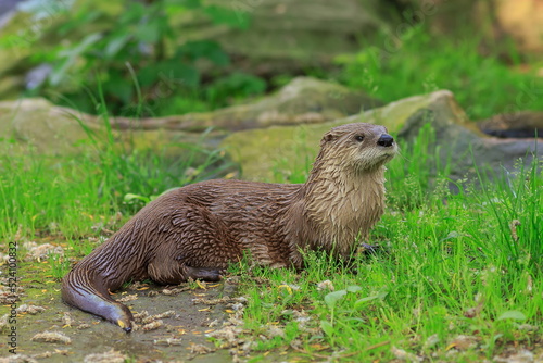 Eurasian otters (Lutra lutra) male in the grass
