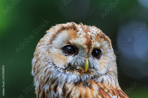 male tawny owl (Strix aluco) the gentle gaze of an owl