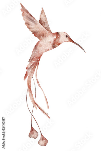 Watercolor hummingbird hand drawn illustration