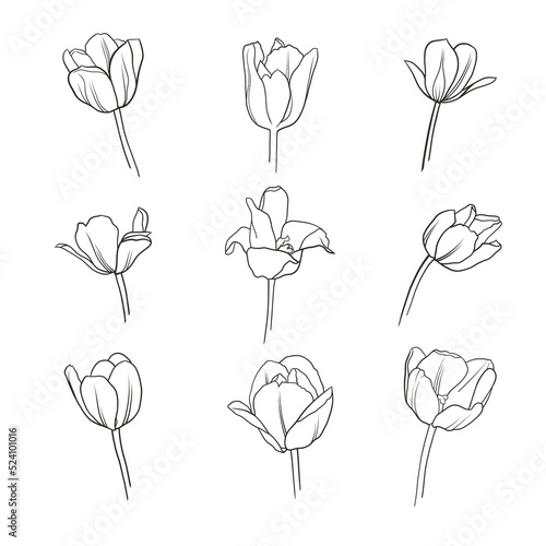 Collection linear flower tulip
