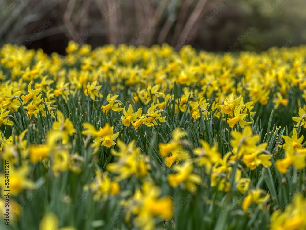 Fototapeta premium Jonquille