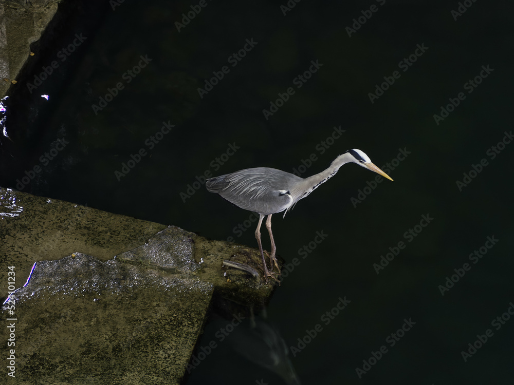 Fototapeta premium Le héron