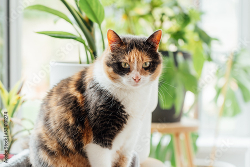 Multicolor cat sitting on the background of many green potted houseplants with large window at home conservatory. Growing indoor plants, urban jungle, biophilia. Selective focus, copy space