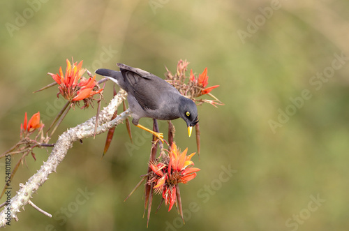 jungle myna is a myna, a member of the starling family. It is found patchily distributed across much of the mainland of the Indian Subcontinent but absent in the arid zones of India. photo