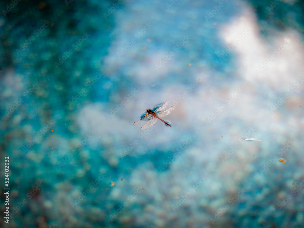 Fototapeta premium dragonfly in swimming pool