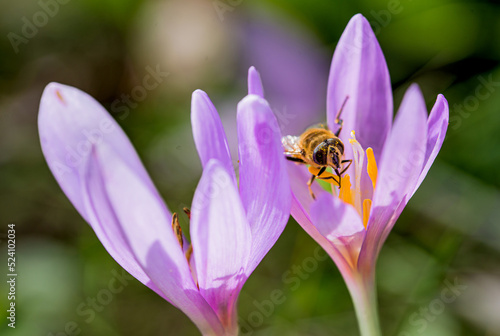 Colchicum autumnale, commonly known as autumn crocus, meadow saffron, or naked ladies.