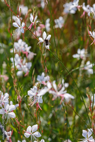 Gaura Lindheimeri ( White gaura) - plant species of the genus Gaura family kipreyny. Gaura Whirling butterflies in herb garden