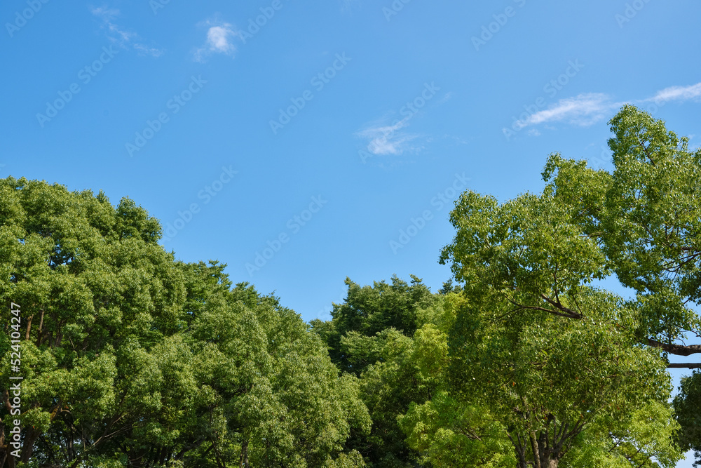 樹木と青空